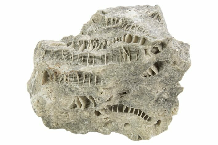 Silurian Dolostone w/ Sparkling Fossil Coral (Fletcheria) - Ohio #336600